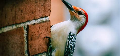 Woodpecker Nature Pbs