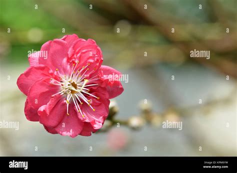 Japanese apricot blossom Stock Photo - Alamy