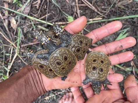 Watch Rare Burmese Peacock Turtles Hatching The New York Times