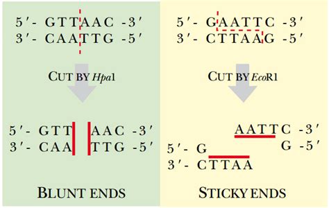 Restriction Enzymes Endonucleases Methylation Palindromic Sequence