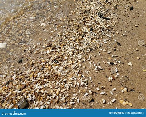 Conchas Molhadas Na Praia Areia Foto De Stock Imagem De Arenoso