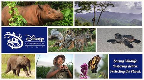 5 Million Awarded To Conservation Organizations By Disney