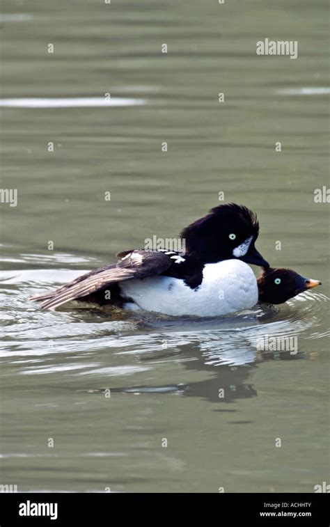 Barrows Goldeneye Bucephala Islandica Stock Photo Alamy