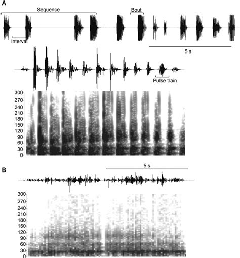 Vibrational Signals Used In Playback Experiments With Female H Curta Download Scientific