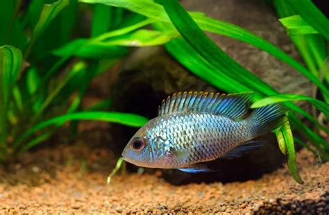 Blue Acara 101 Care Diet Tank Size Tank Mates And More Aquarium Part