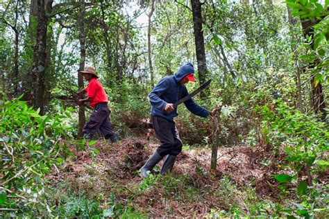 Manejo Forestal Comunitario En Amanalco Vivir Del Bosque Y Para El