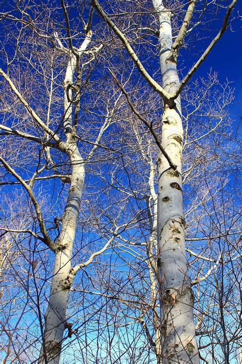 Free Picture Tree Branch Wood Birch Landscape Winter Bark Nature