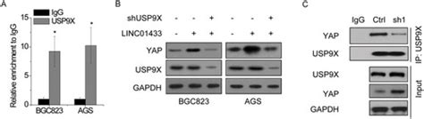 Full Article A Feedback Loop Regulation Of LINC01433 And YAP Promotes