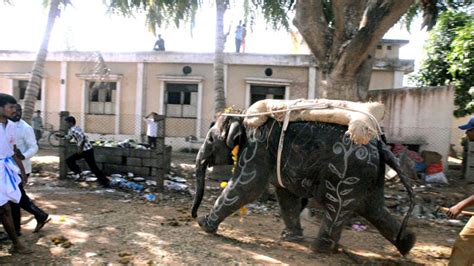 Four Injured As Elephants Run Amok During Rathotsava The Hindu