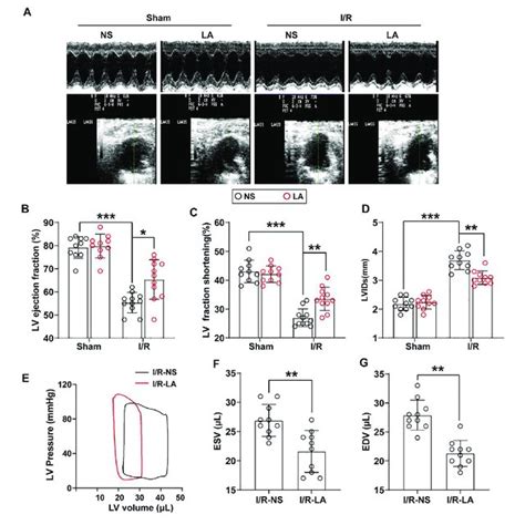 La Improves Mi R Induced Cardiac Dysfunction In Vivo La And Ns