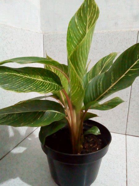 Jual Tanaman Hias Pisang Calathea Di Lapak Watervank Bukalapak