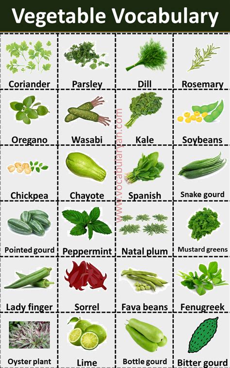 100 Vegetables Names In English With Pictures Artofit