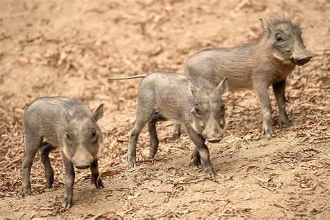 Warthog Piglet