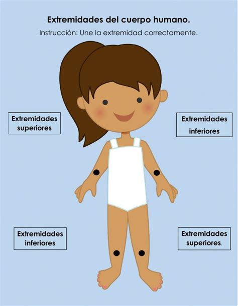 Ejercicio De Extremidades Del Cuerpo Cuerpo Cuerpo Humano M Sculos