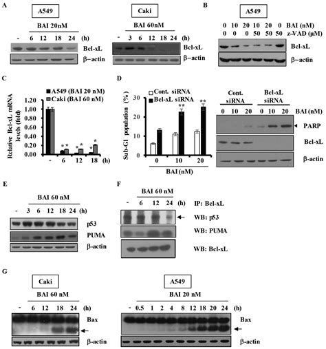 The Multi Target Drug BAI Induces Apoptosis In Various Human Cancer