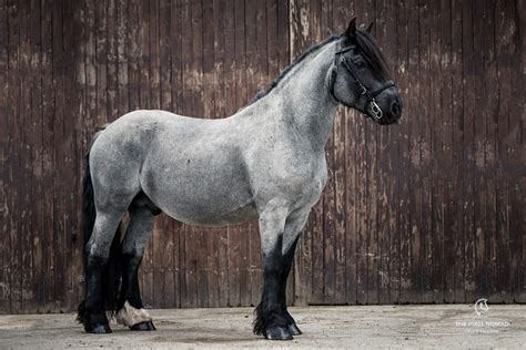 The rare Pfalz-Ardenner horse — Breed Portrait by The Pixel Nomad