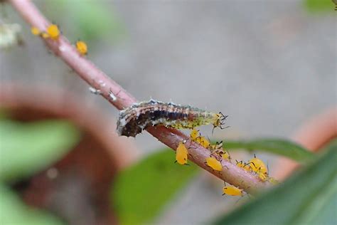 Monarch Caterpillar Predators | Beneficial Insects Aren't Always Beneficial | The WFSU Ecology Blog