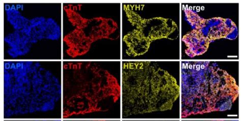 Organoid News On Twitter University Of Pittsburgh PittDeptofMed