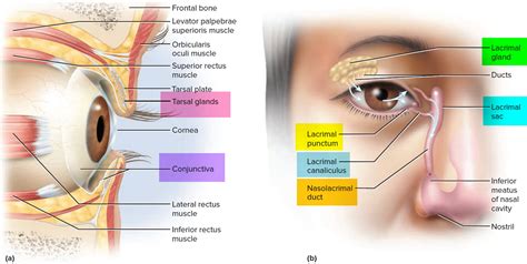 Blocked Tear Duct - Baby, Newborn, Adults - Symptoms & Treatment