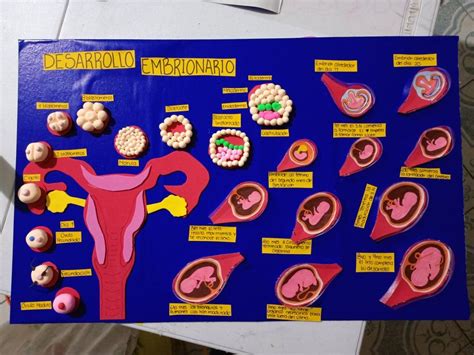 Maqueta embrión Desarrollo prenatal Maquetas de escuelas Material