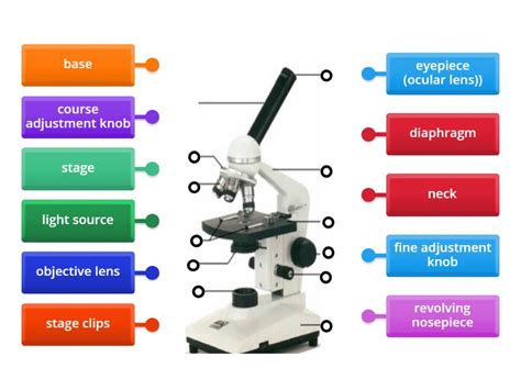 Parts Of The Compound Light Microscope Labelled Diagram