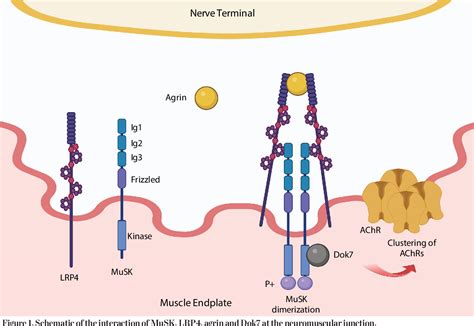 Figure From The Mechanisms Of Immunopathology Underlying B Cell