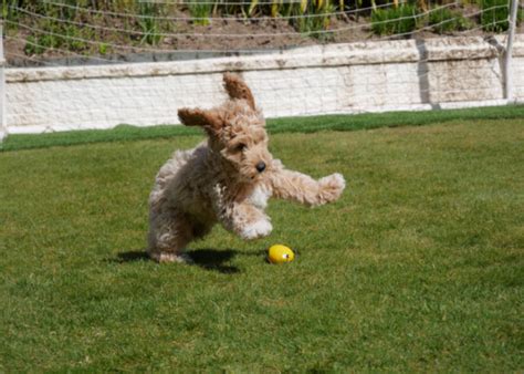 Cavapoo Vs Cavoodle What S The Difference Jaxery