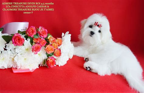 Maltese Puppies – Dogs Jelena Dog Shows