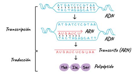 Region Donde Se Realiza La Transcripcion Y La Replicacion Genetica