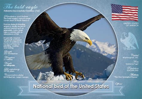 National Bird of the United States