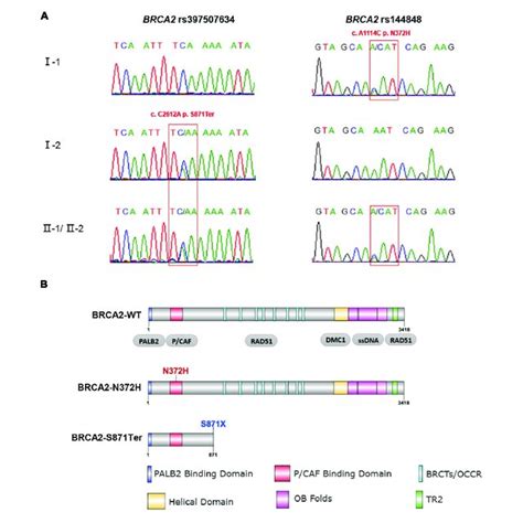 A Workflow For The Identification Of Pathogenic Mutations B