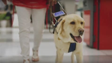 Edge And Petbarn Create Campaign To Raise 500k For Seeing Eye Dogs