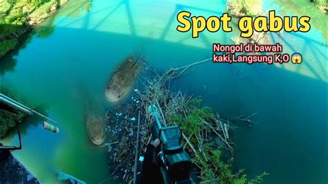 Mengejutkan Ternyata Dibawah Jembatan Ikan Bersarang Nembakikan