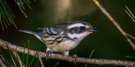 15 Birds With Black And White Heads Incl Pictures Birdwatching Buzz