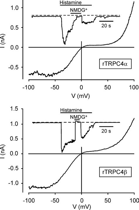 Receptor Operated Nonselective Cation Currents In Cells Expressing Rat