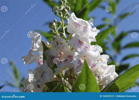 Chitipalta flowers 0468 stock image. Image of close - 162633121