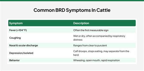 bovine respiratory disease  cattle symptoms treatment