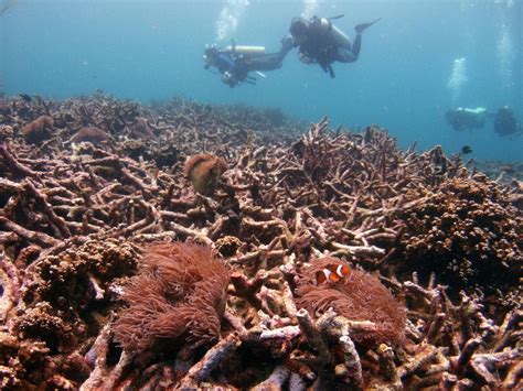 Why Do We Need To Save Coral Reefs World Economic Forum