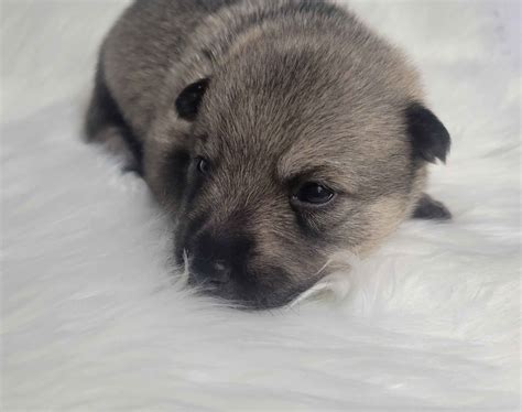 Skyfyre Swedish Vallhunds Swedish Vallhund Puppies For Sale In Lake