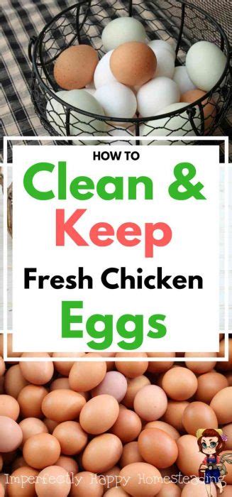 Fresh Chicken Eggs The Imperfectly Happy Home