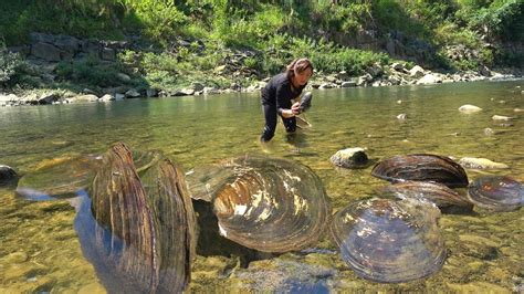 The Clams That Survive In The Mountains And Rivers Have Nurtured