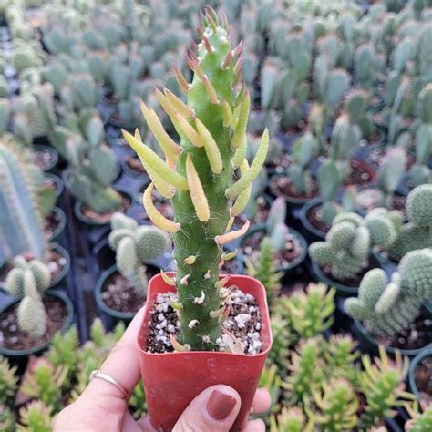 Opuntia Subulata Eve’s Needle Cactus Succulents Depot