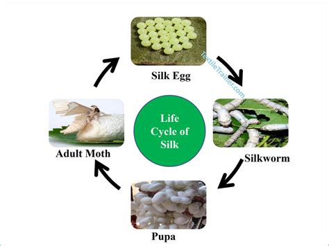 Simple Life Cycle Of Silkworm With 4 Easy Stage Textile Trainer