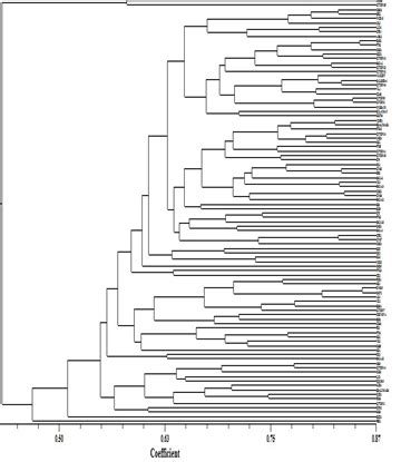 Upgma Dendrogram Showing Clustering Pattern Of Walnut Genotypes Using