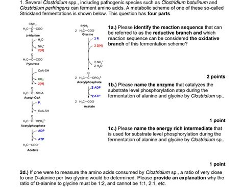 Solved Several Clostridium Spp Including Pathogenic Species Such As