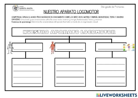 Aparato Locomotor Online Exercise For Segundo De Primaria Live Worksheets