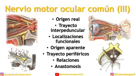 Nervio Motor Ocular N Iii Or Gen Real Aparente Trayecto