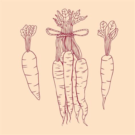 Premium Vector Hand Drawn Carrot Outline Illustration