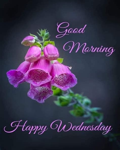 Violet Flower Good Morning Happy Wednesday Quotes Good Morning Wednesday Wednesday Quotes