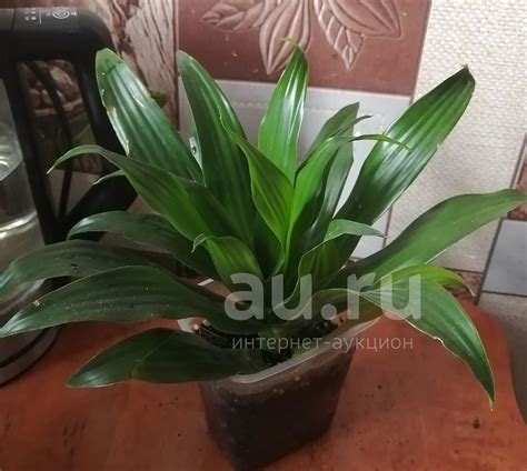 Драцена компакта вертакт — купить в Красноярске. Горшечные растения и ...
